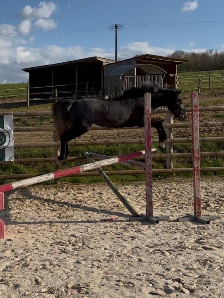 Ponette &agrave; vendre 