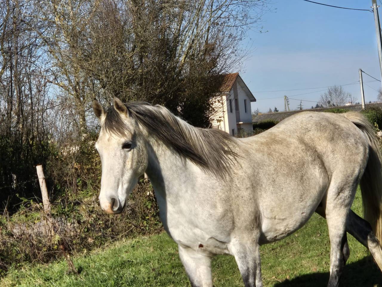 Hongre. 9 ans psar