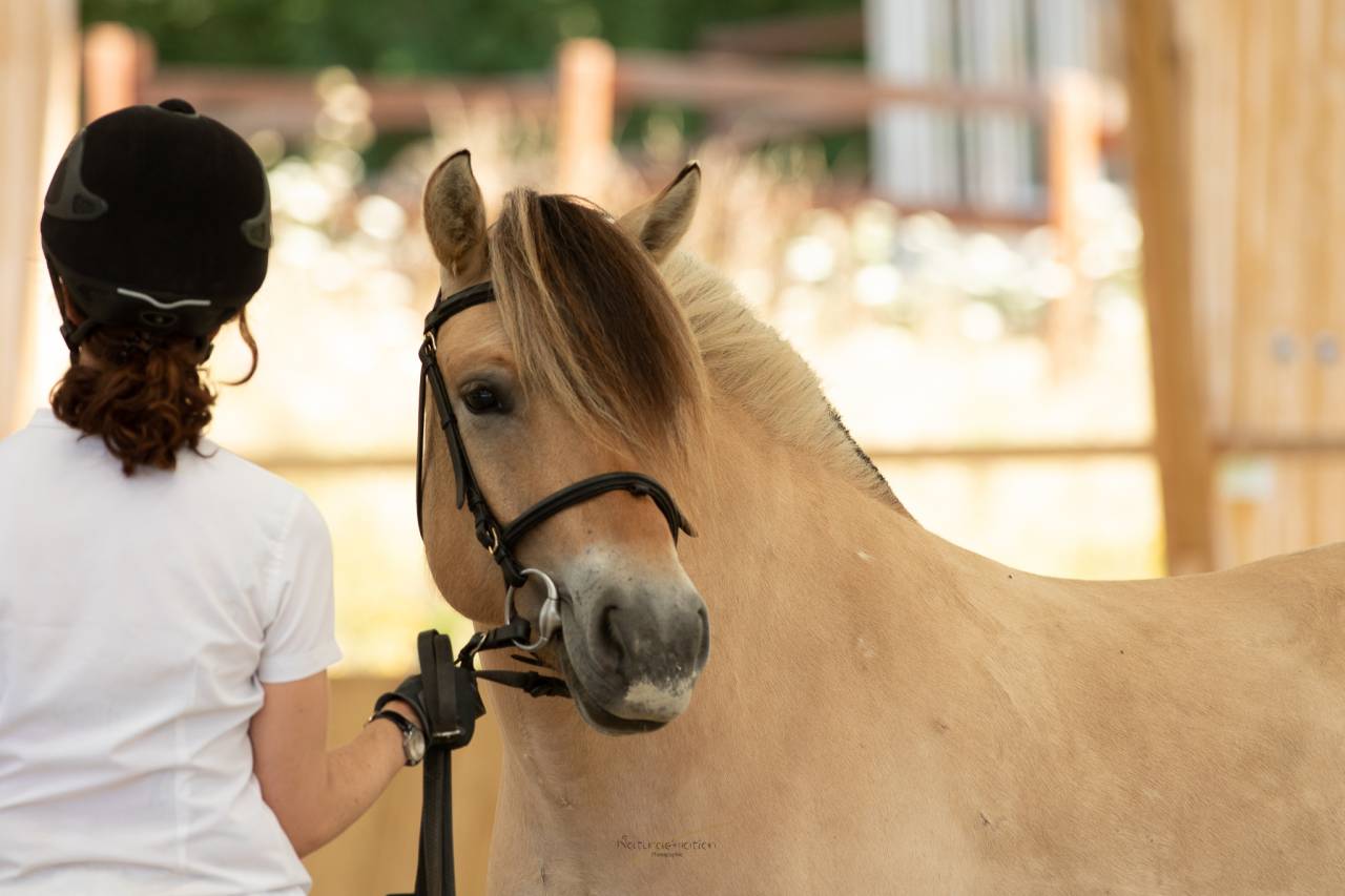 Jument - Fjord - 8 ans - Dressage & Loisir - France