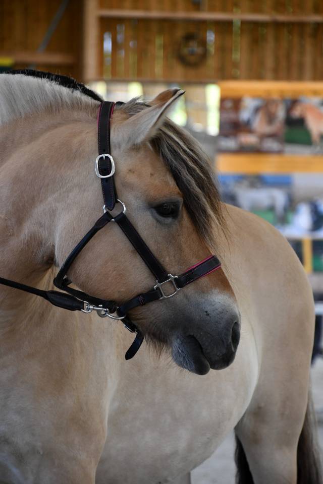 Jument - Fjord - 8 ans - Dressage & Loisir - France