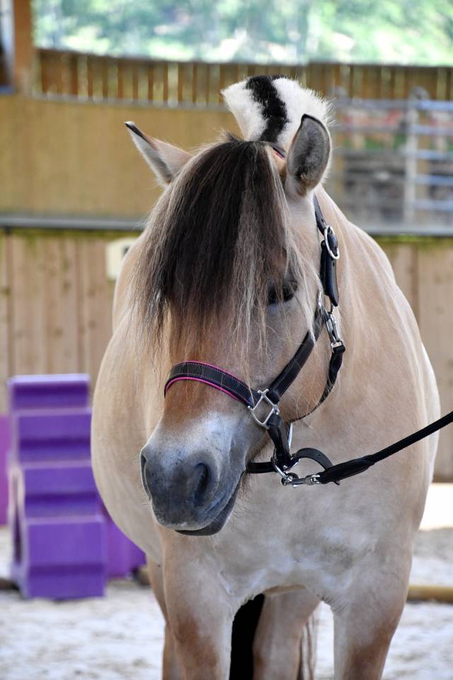 Jument - Fjord - 8 ans - Dressage & Loisir - France