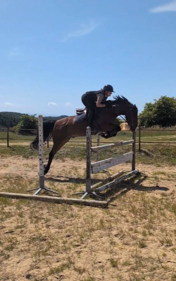 PFS 5 ans | Hongre | 1m47 non ferr&eacute;