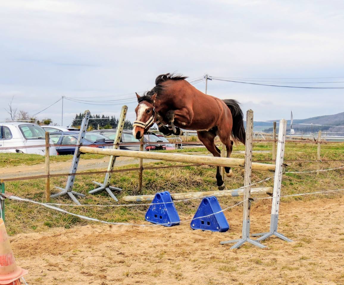 PFS 5 ans | Hongre | 1m47 non ferr&eacute;