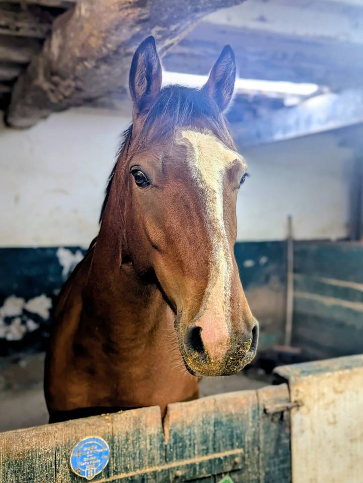 PFS 5 ans | Hongre | 1m47 non ferr&eacute;