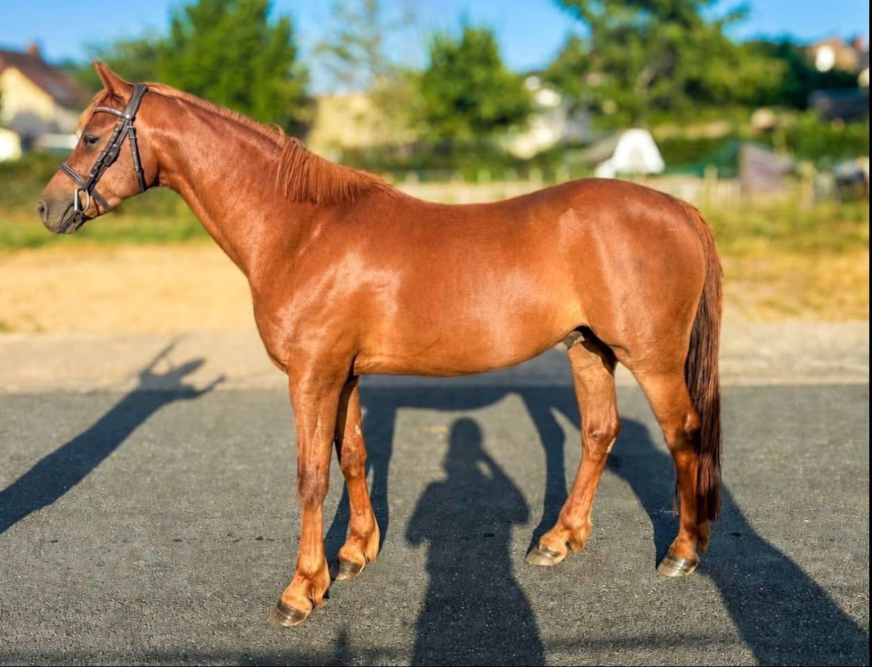 Poney C de sport 