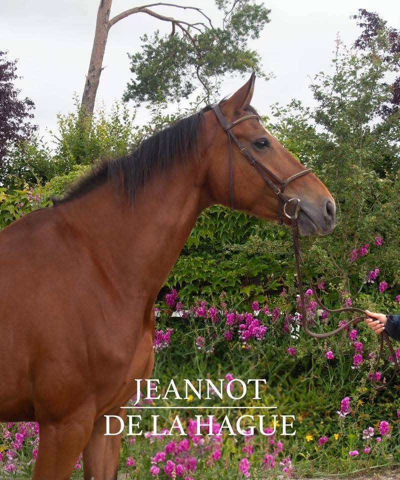 Cheval de loisir ++