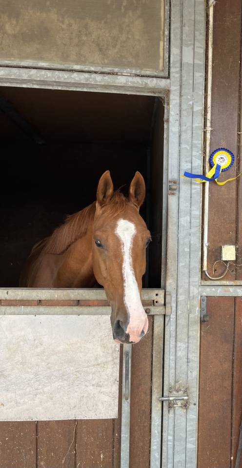 Cheval amateur Elite +++ 