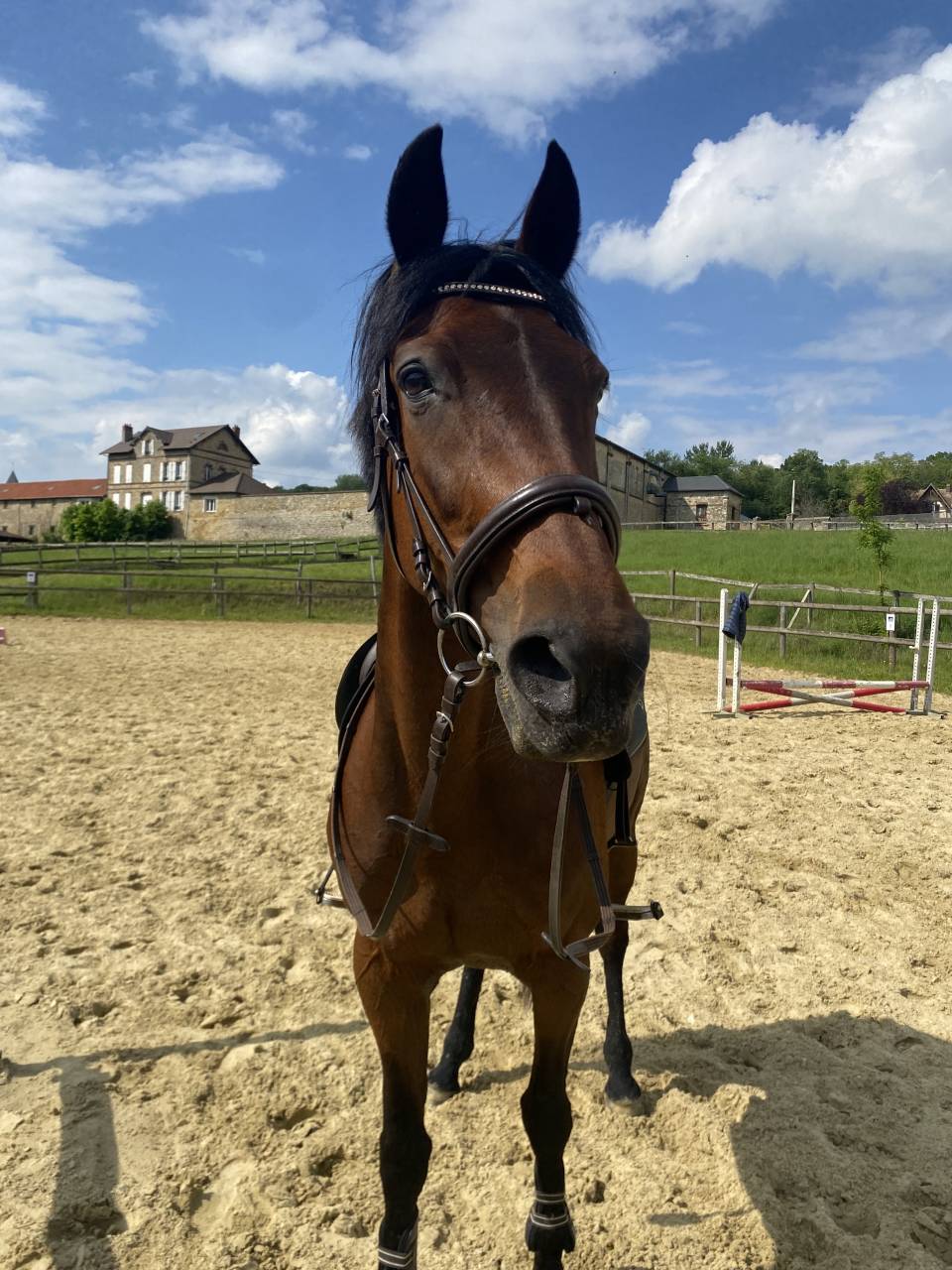 Cherche cavalier(e)