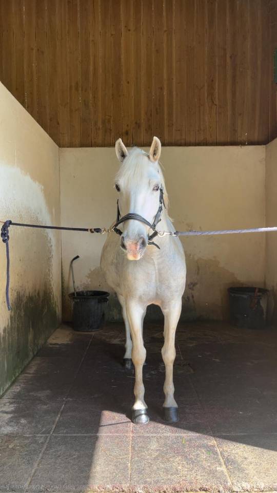 Demi pension poney camargue