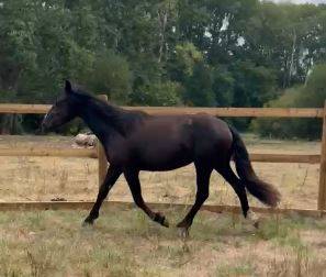 cheval M&eacute;rens robe remarquable