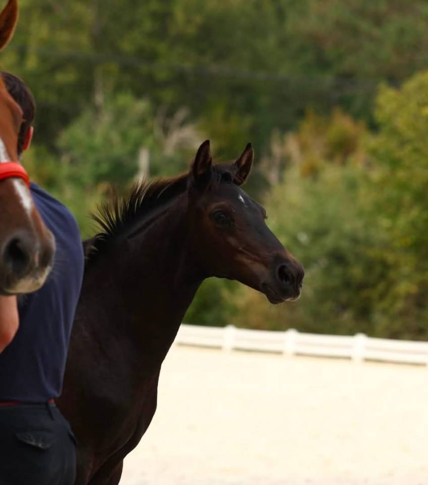 Magnifique pouliche de dressage 