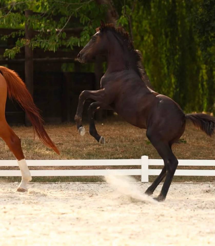 Magnifique pouliche de dressage 