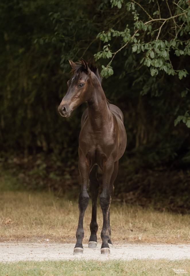 Magnifique pouliche de dressage 