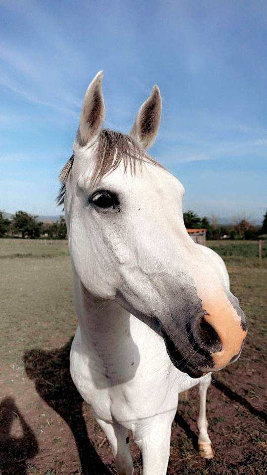 Cheval de loisirs