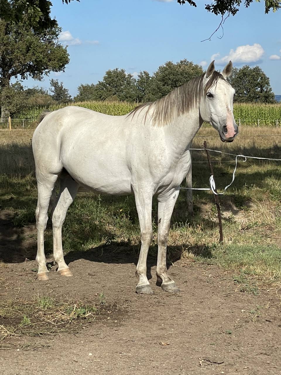 Cheval de loisirs