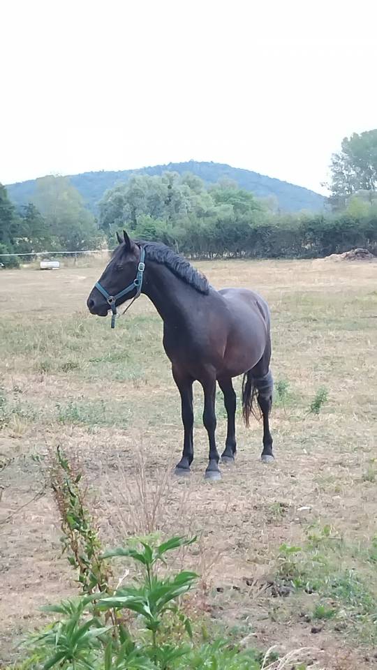 PFS 2 ans