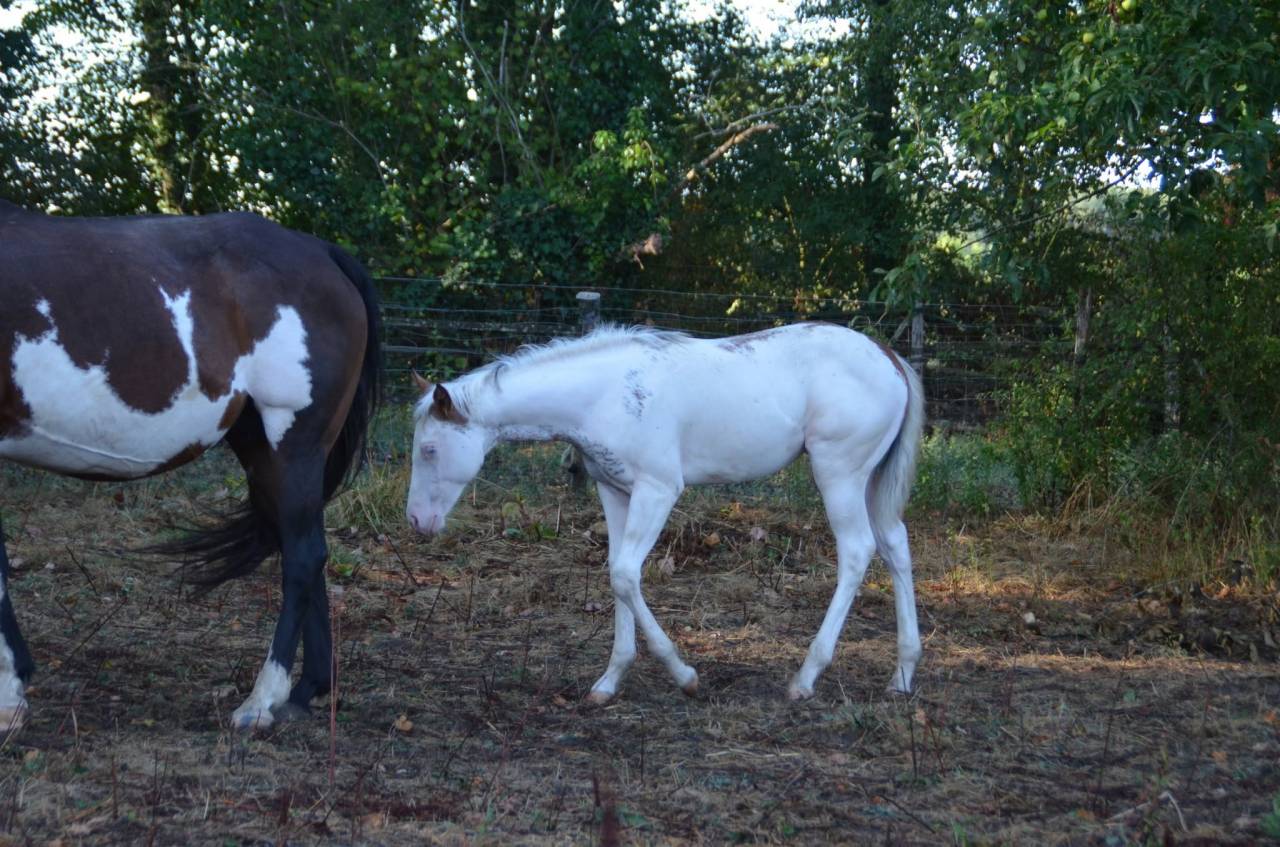 POULAIN PAINT HORSE