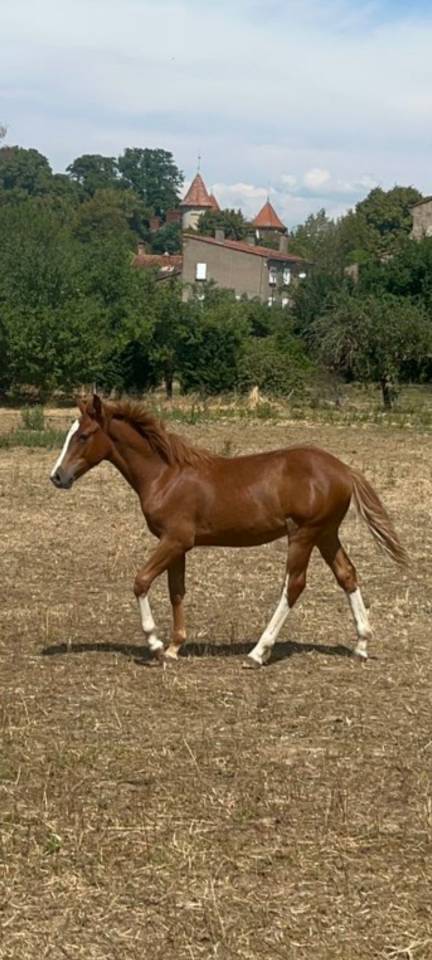 Poulain PFS