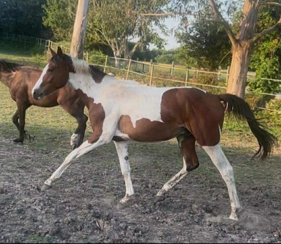 Magnificent 2-Year-Old Zangersheide Piebald Colt