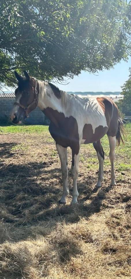 Magnificent 2-Year-Old Zangersheide Piebald Colt