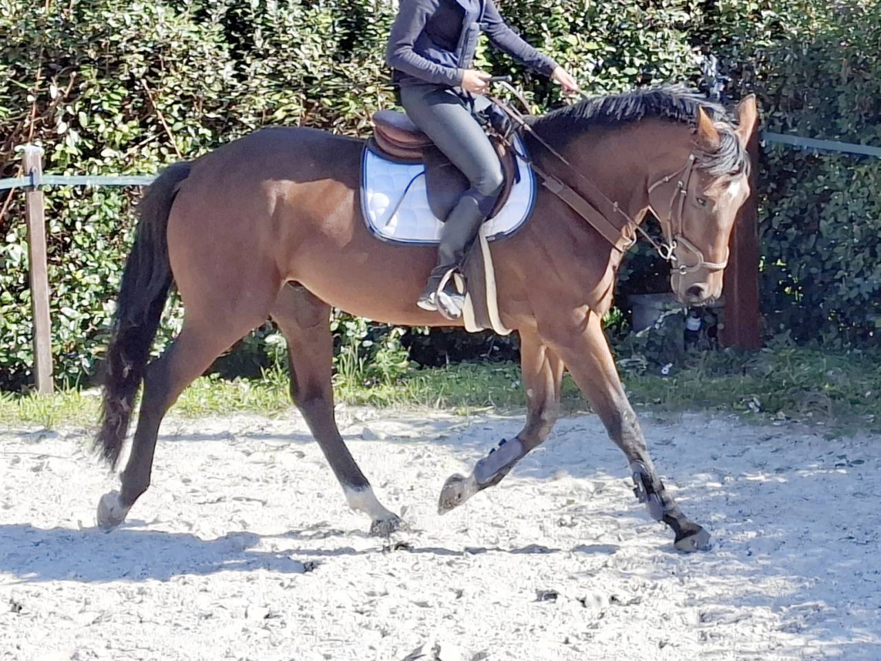 Hongre 6 ans par Chrome d'ivraie 