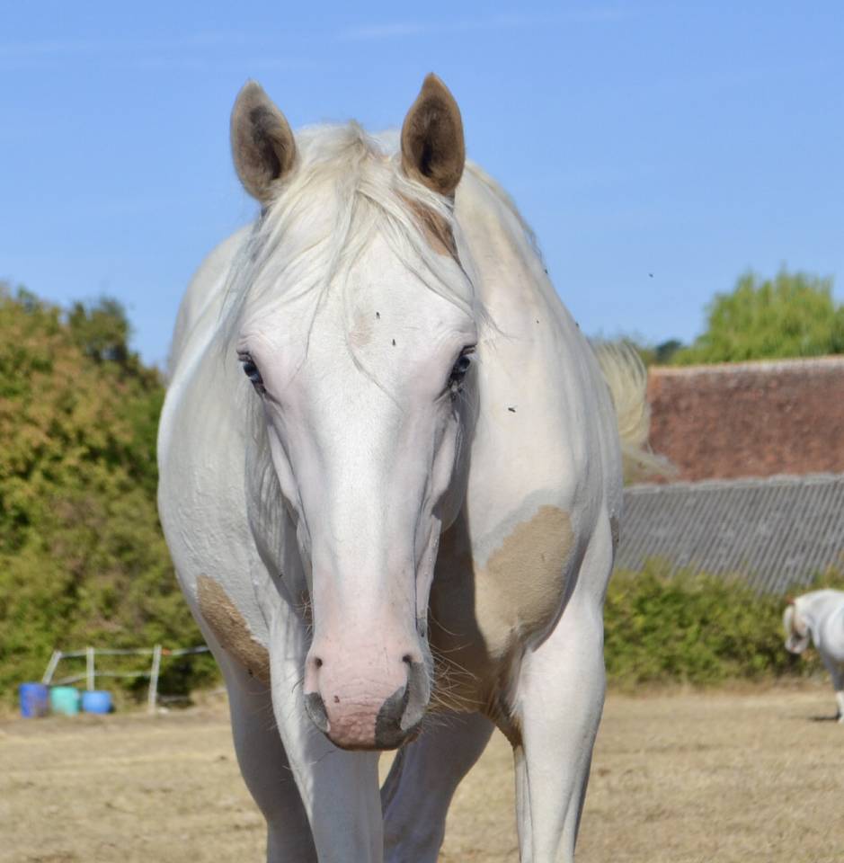 Paint horse 1 an 