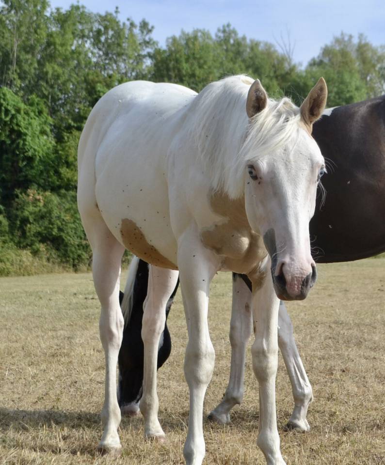 Paint horse 1 an 
