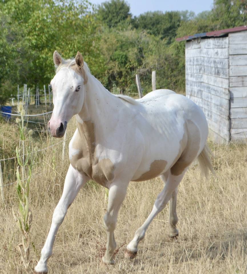 Paint horse 1 an 