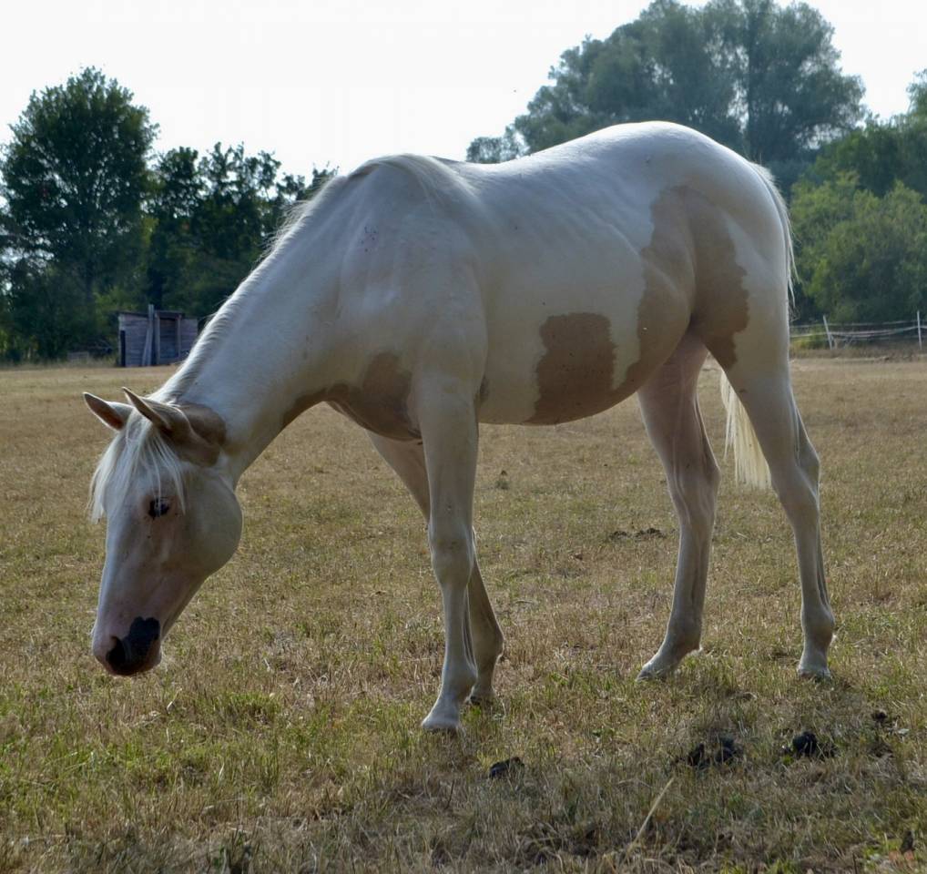 Paint horse 1 an 
