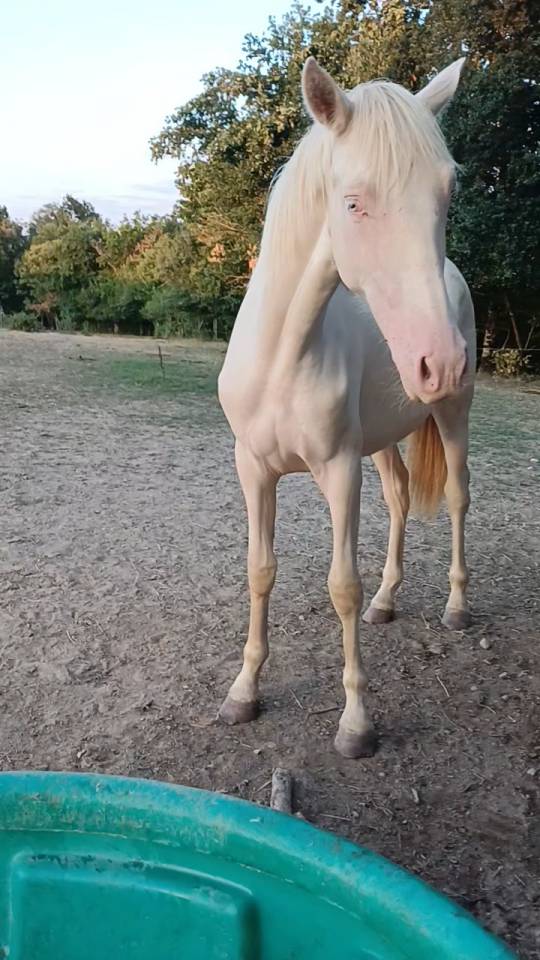 Pouliche de 1 an 
