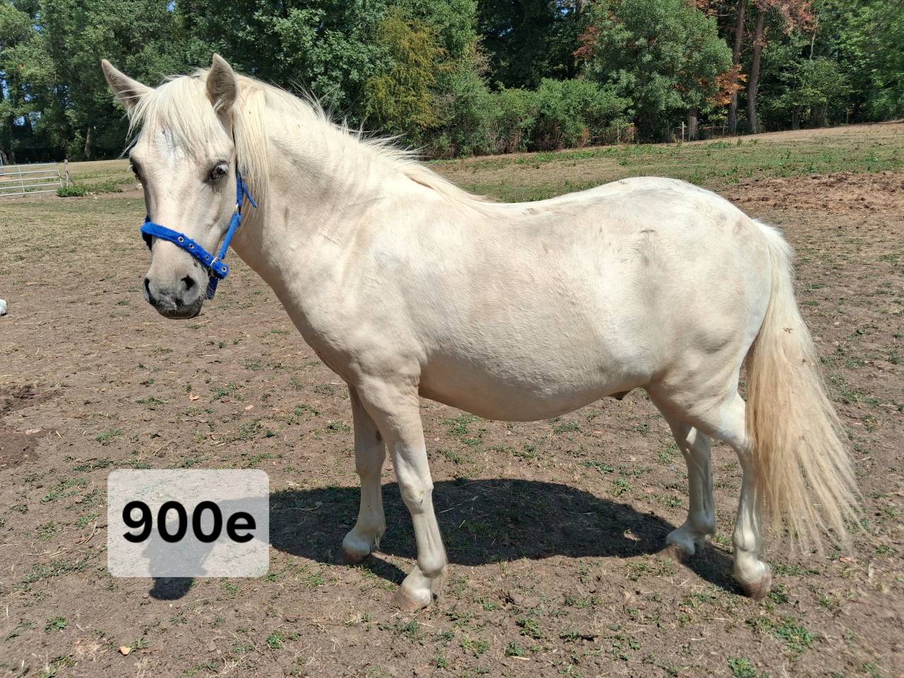 Poney shetland 