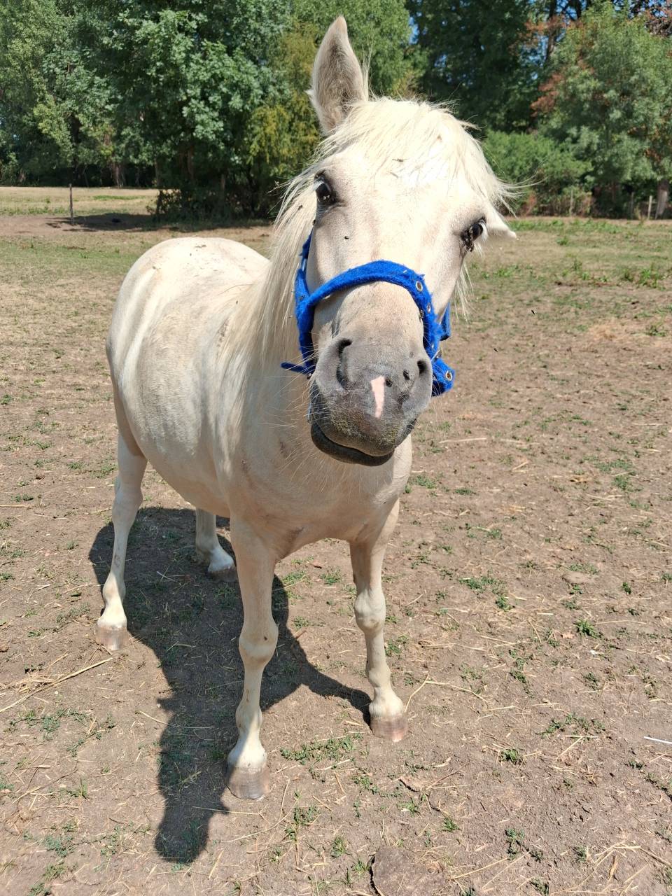Poney shetland 