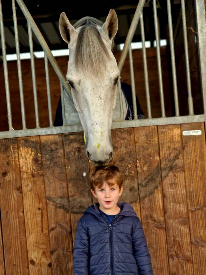 Cheval &agrave; vendre