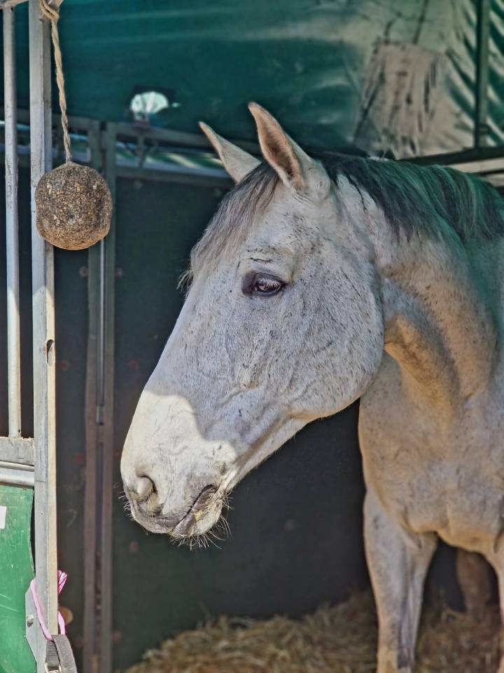 Cheval &agrave; vendre