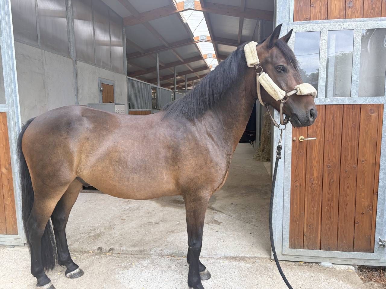 &Agrave; vendre espoir d eponnads 
