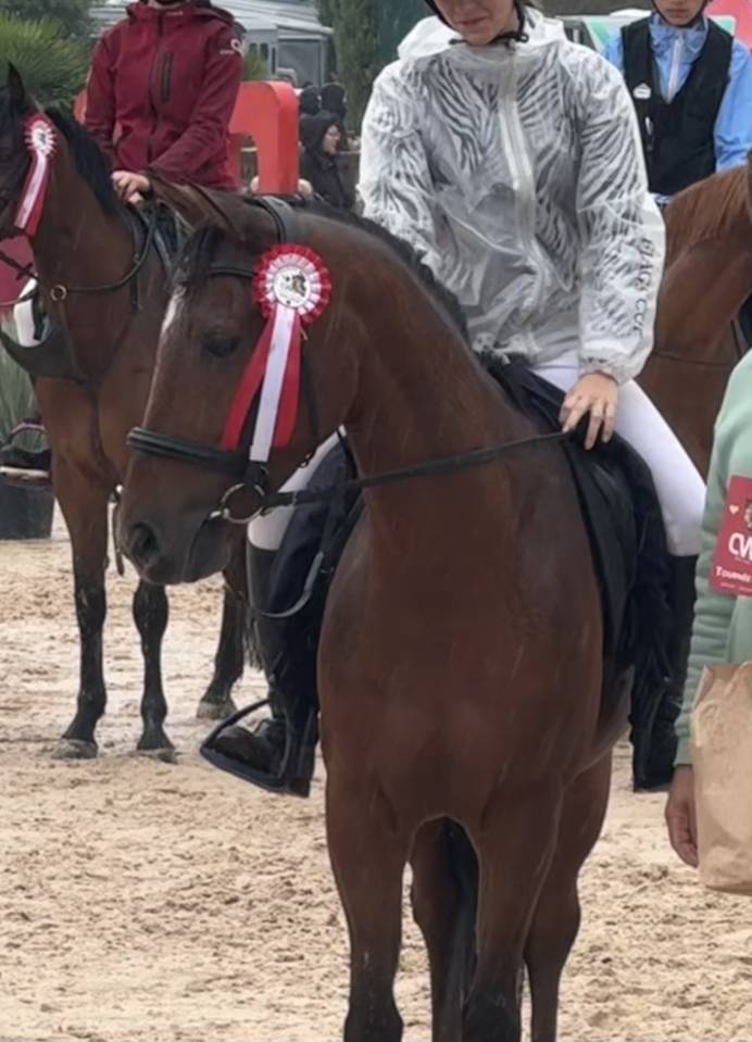 Poney de sport &agrave; vendre 