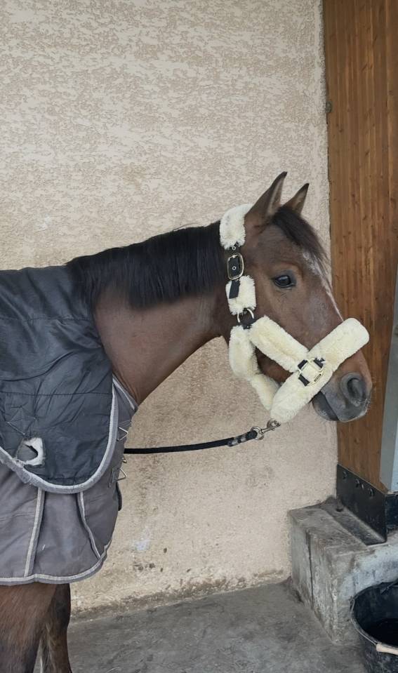 Poney de sport &agrave; vendre 