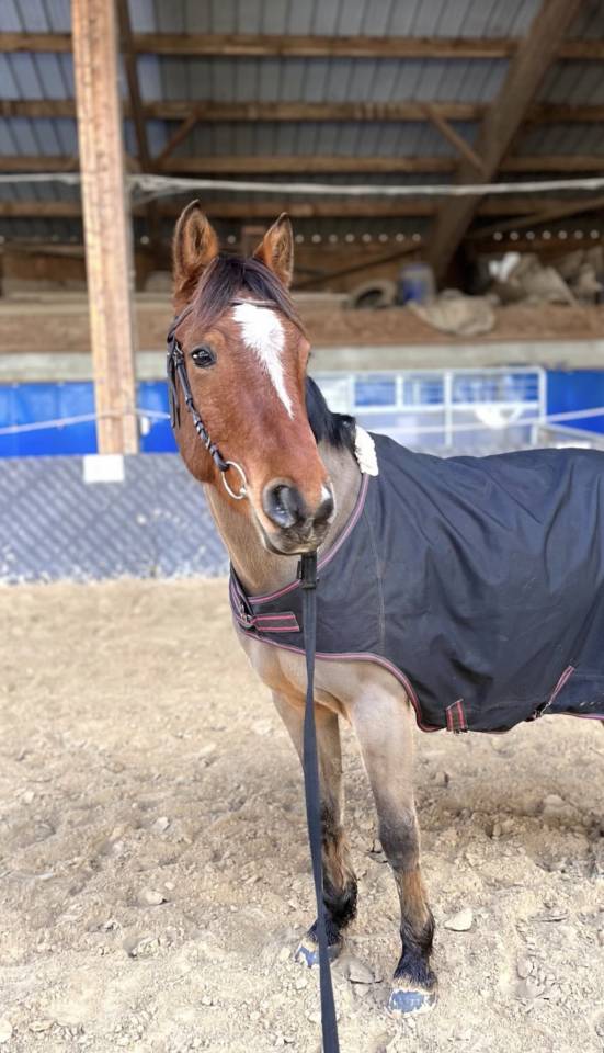 Poney de sport &agrave; vendre 