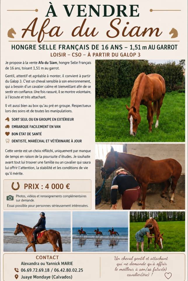 AFA du Siam selle fran&ccedil;ais de 16 ans 
