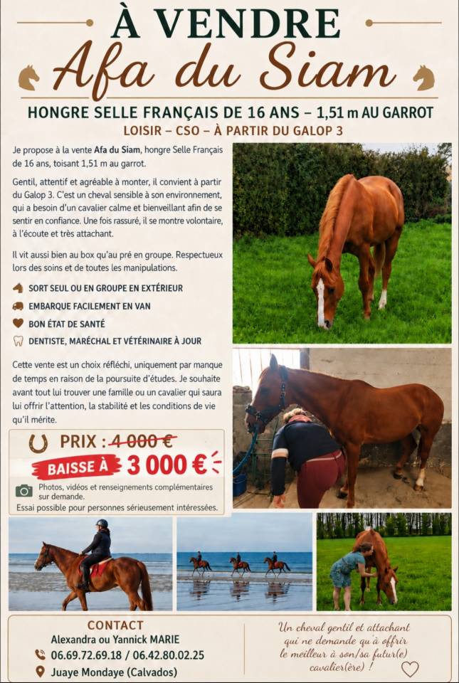 AFA du Siam selle fran&ccedil;ais de 16 ans 