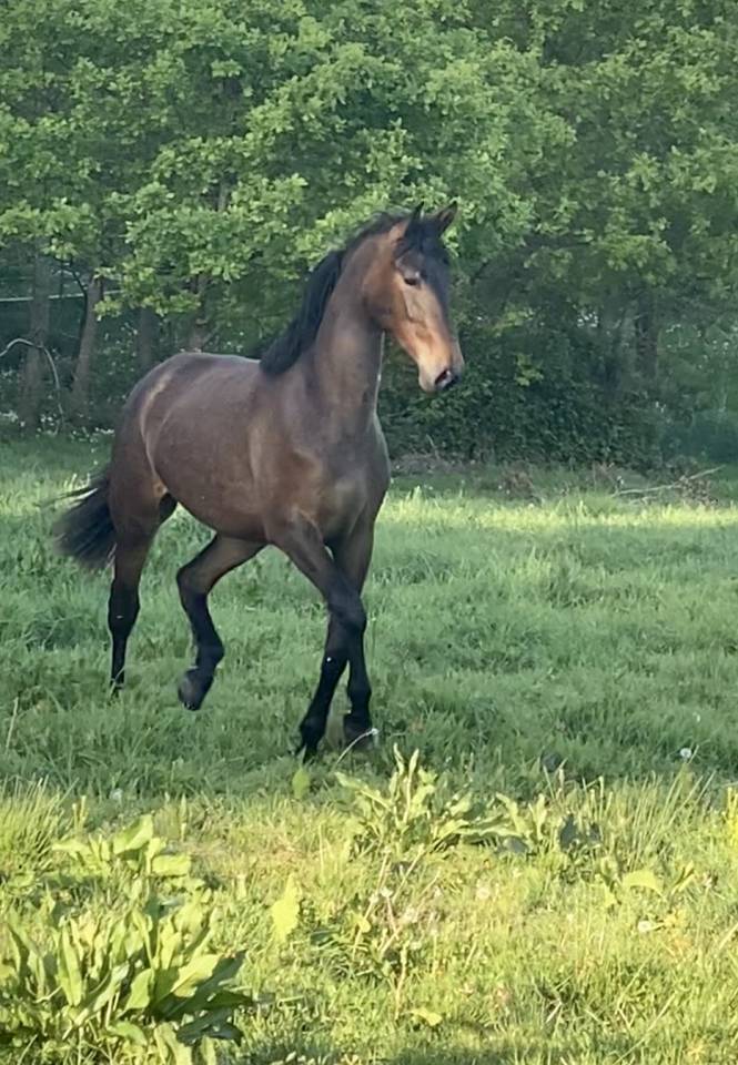 PURE RACE ESPAGNOLE PP 