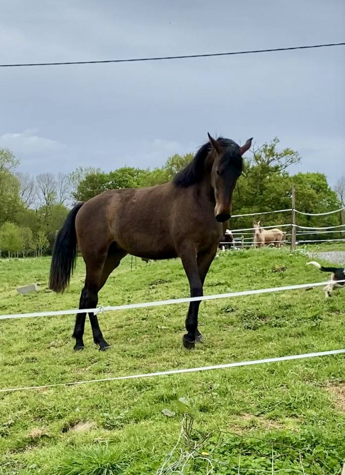 PURE RACE ESPAGNOLE PP 