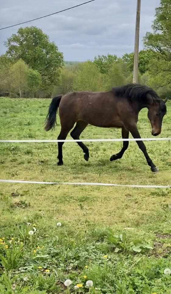 PURE RACE ESPAGNOLE PP 