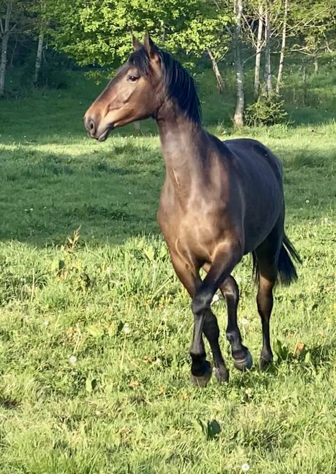 PURE RACE ESPAGNOLE PP 