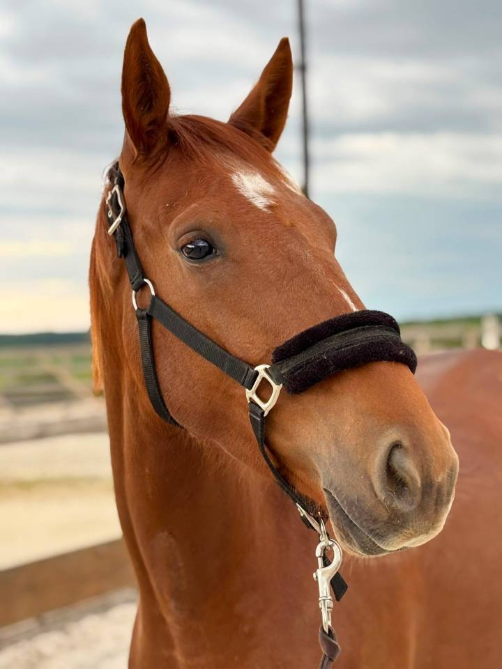 Nova de M&eacute;r&eacute; SF 3 ans 