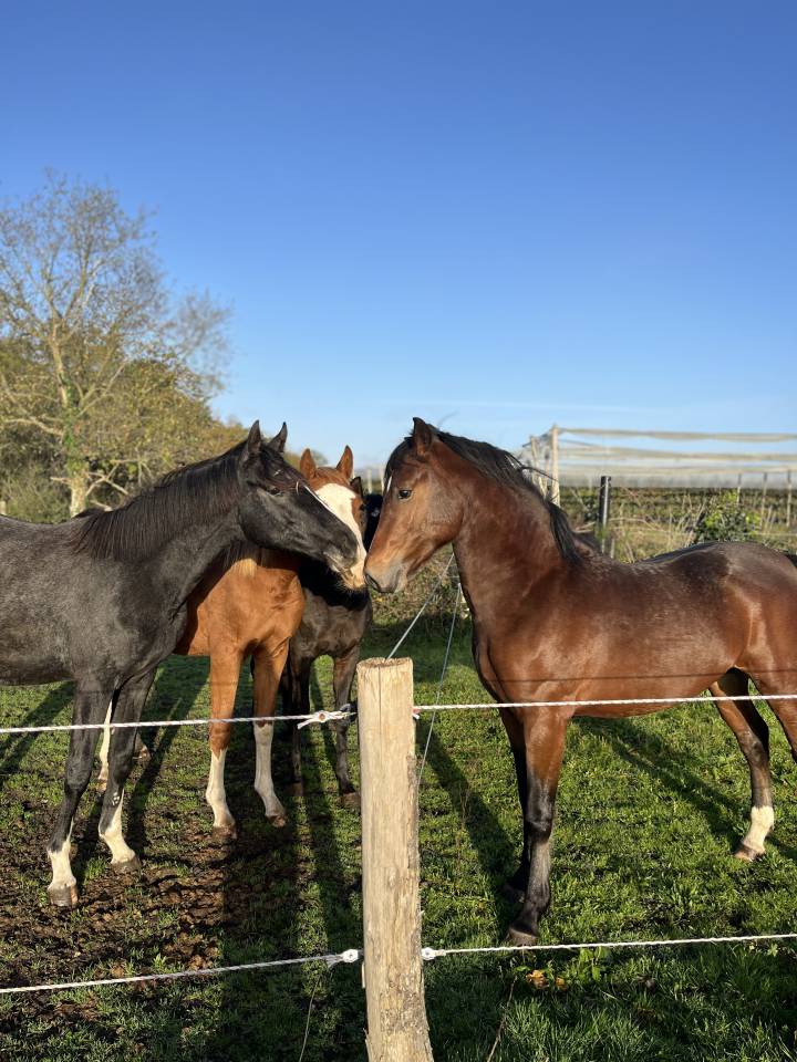Pension chevaux & poneys - Durtal (49)