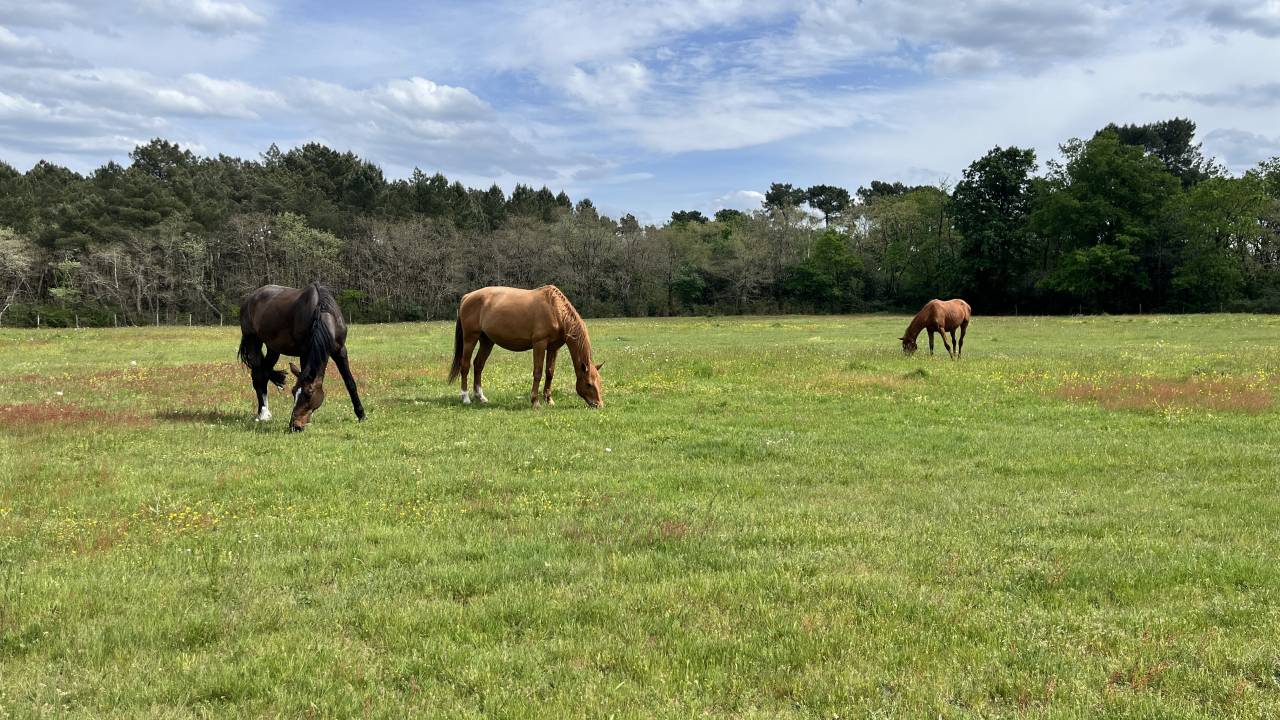 Pension chevaux & poneys - Durtal (49)