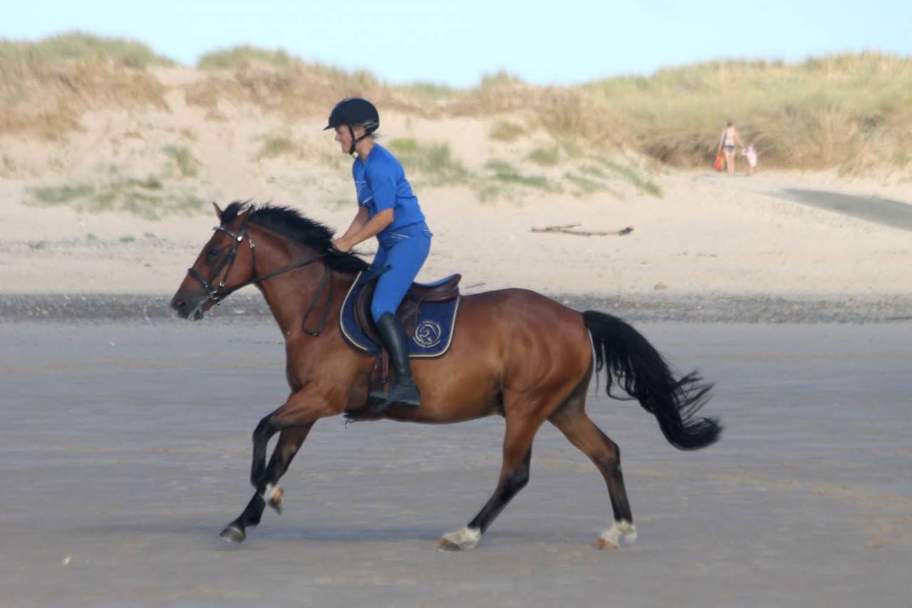 Hongre de 7 ans 1m49
