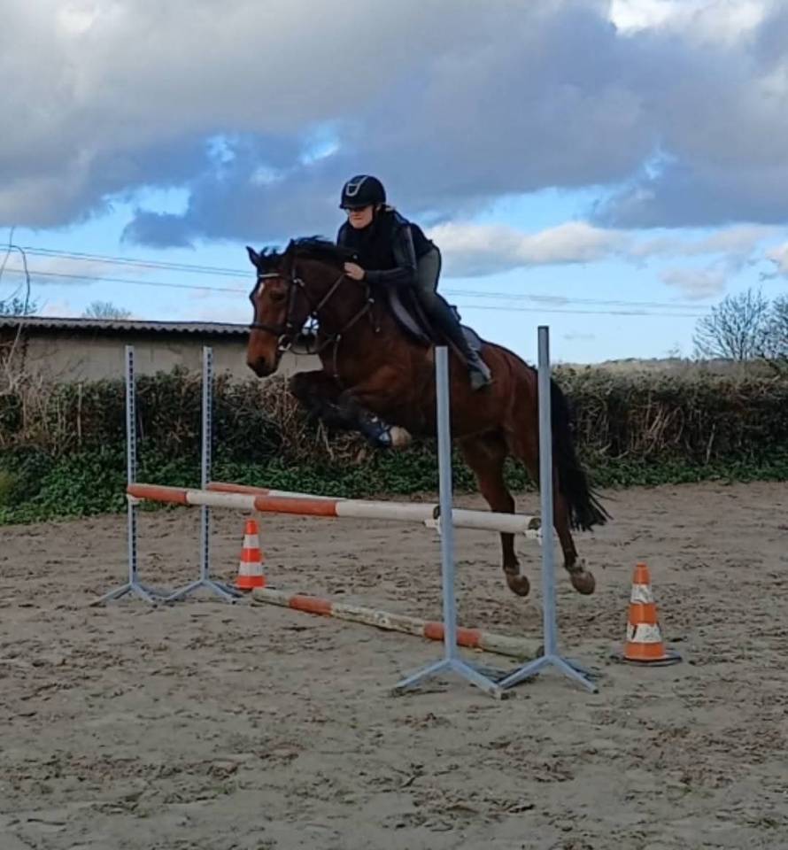 Hongre de 7 ans 1m49