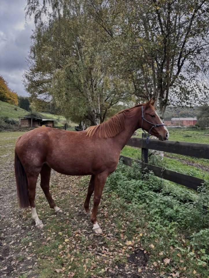 Jument de 4 ans &agrave; vendre 